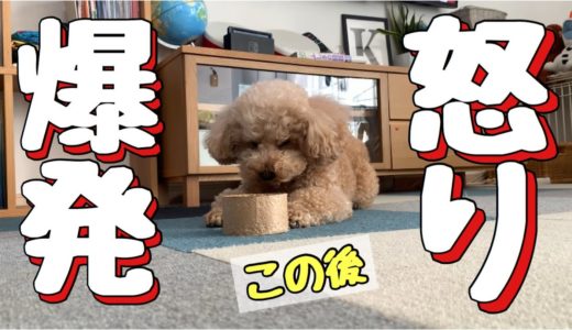 今日こそのんびりしたいと誓う犬だったが…w【トイプードル 】【マルプー】