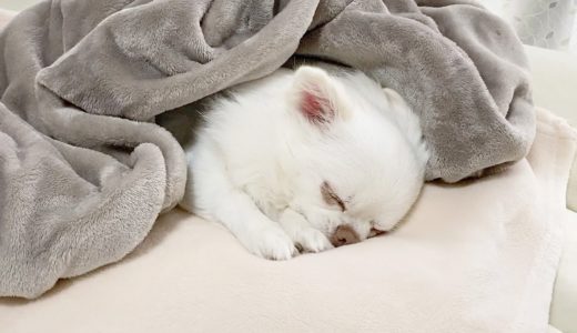 ゆるくて癒される犬の可愛い寝顔＆寝返り集！ホッコリチワワのコハク