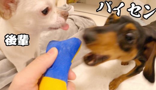 おちゃめな先輩犬、おもちゃを一度後輩に譲るも結局強奪w