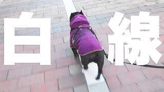 白線を歩くフレブル【犬の変な癖】