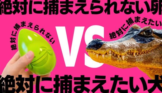 絶対捕まえられないタマゴ？ワニみたいなうちの犬に勝てんの？w