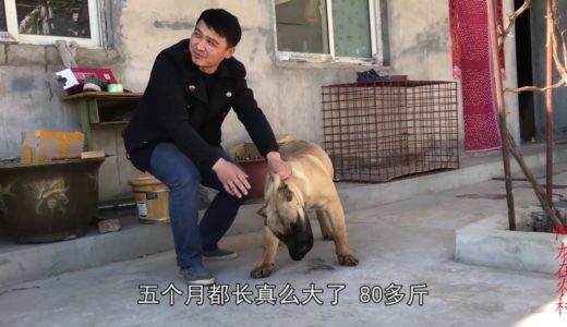 这条犬5个月体重80斤，长得像个肉墩子，狗狗主人却待它如宝！