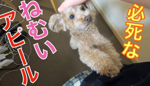 犬の寝たいアピールが必死すぎて思わず笑ったw【トイプードル】