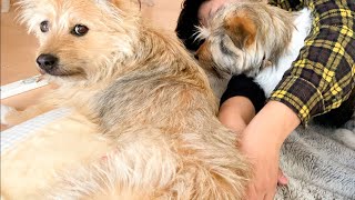 土曜の朝くらい、犬を抱きしめて二度寝してもいいですよね