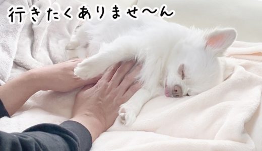 散歩に行きたくなくて寝たふりする犬！たぬきねいりのチワワのコハク