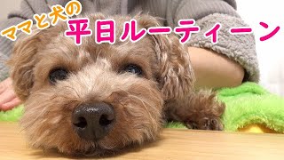 【初公開】ママと犬のリアルな平日ルーティーンに密着してみた【トイプードル】