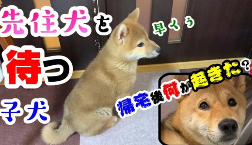 先住犬の帰りを心待ちにする子犬の柴犬、帰ってきた後の反応が予想外すぎました