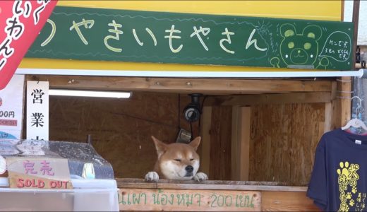 【札幌新名物】犬の焼きいも屋さんに行ってきた　犬やきいも