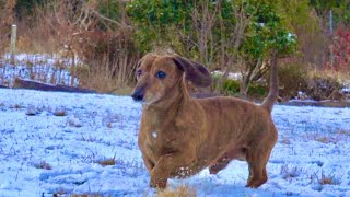 いつもとは違う珍しい景色にテンションが上がる犬。