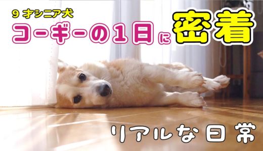 シニア犬とママのリアルな1日【犬の居る暮らしって幸せ】