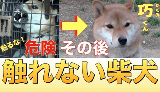 【凶暴犬】噛む柴犬「巧くん」その後・・・ 悪徳繁殖屋の闇⁉︎