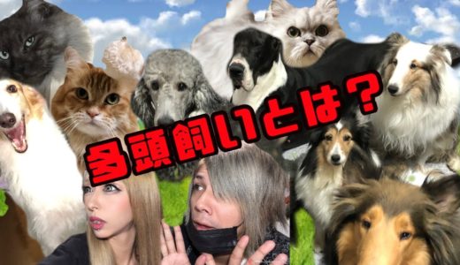 【30匹】※多頭飼いするとこうなる‼︎（犬猫編）