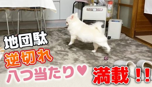 おやつアピールが激しい犬！駄々をこねまくる可愛いチワワのコハク