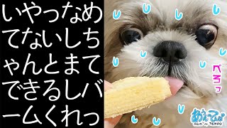 シーズー犬 バームクーヘンくうてへんで I Love Baumkuchen!