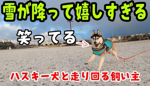 雪が降って飼い主と大喜びで走り回るハスキー犬 Husky and Poodle