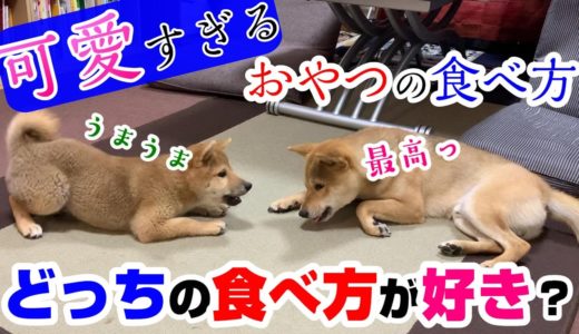 可愛すぎる子犬の柴犬と先住犬のおやつの食べ方！喧嘩勃発はあるのか？