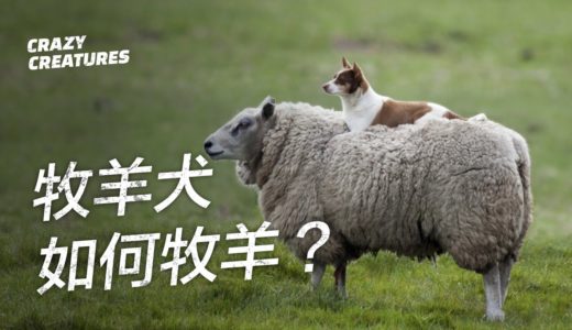 一隻牧羊犬如何放養數百隻羊？| 奇怪動物紀錄片