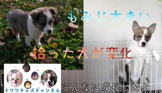 【もみじの成長】捨て犬だったもみじが成長しました！