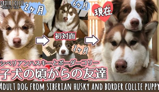 仲良しなシベリアンハスキーとボーダーコリーの子犬から成犬までの記録 / Adult dog from siberian husky and border collie puppy