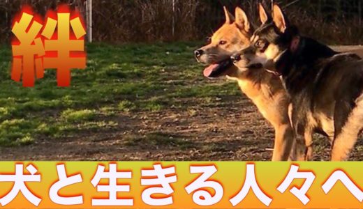 「鉄、念願の群れに入ったら」続編〜犬達の自然の姿で心のリセット