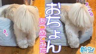 犬がベッドに入るだけの動画をあつめました【おちょん】