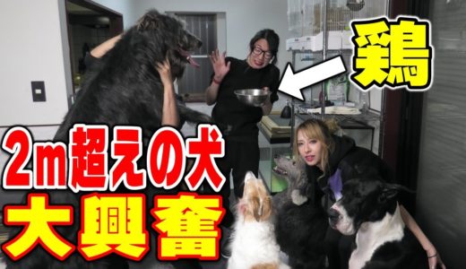 【多頭飼い】超大型犬にニワトリ頭をあげてみたら猛獣に…‼︎