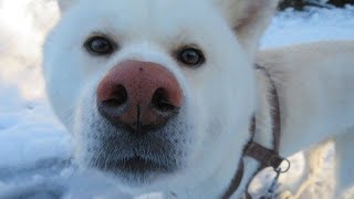 【秋田犬ゆうき】雪のお散歩は気持ち良いので出来るだけ外でねばる【akita dog】