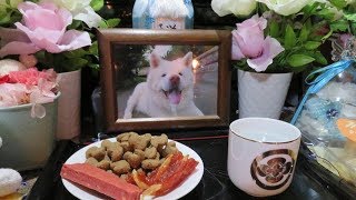 【秋田犬ゆうき】今日は大先輩の命日なので仏間で一緒に遊ぶ【akita dog】