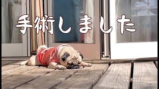 手術しました。【最後に報告あります】パグ犬ぷぅ Pug