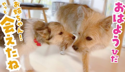 子犬と姉犬が7時間ぶりの再会！しっぽを振って大喜びしてくれるようになりました！