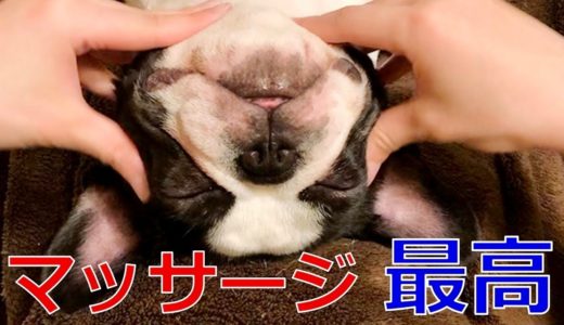 【野性を捨てた犬】やりすぎマッサージでも全く起きないフレンチブルドッグが可愛すぎる！