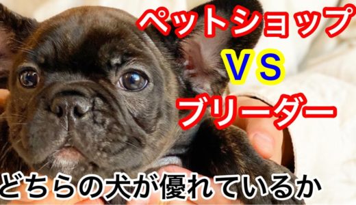 【徹底比較】ペットショップとブリーダーの犬の違いとは？犬をブリーダーから買わなきゃいけない理由。