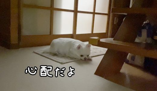 ママが風邪を引くと寂しくて元気がなくなる犬！チワワのコハク