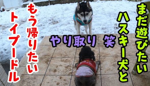 まだ遊びたいハスキー犬と帰りたいトイプードルのやり取りが面白い