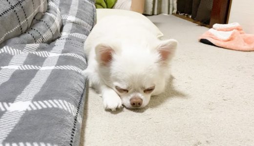 寝落ちを邪魔されて迷惑な犬！でもツンデレなんですチワワのコハク