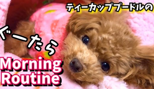 モーニングルーティン ティーカッププードルのリアルな冬の平日【犬のASMR】【トイプードルのコロン】