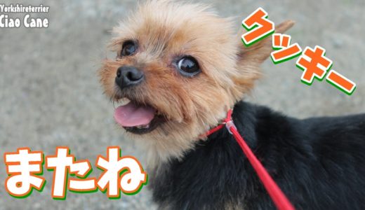 さよならクッキー【ヨークシャーテリア専門犬舎チャオカーネ】