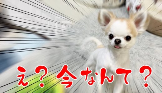 お座りって言うと何故か飛び掛かってくる犬ｗ【チワワ】