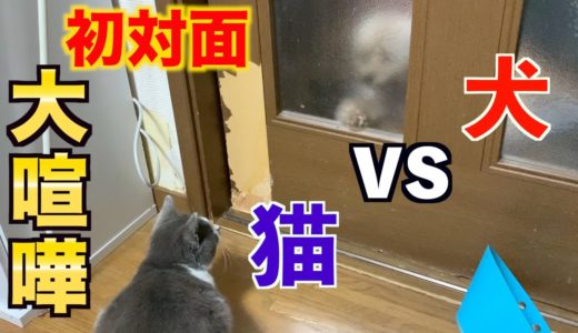 保護猫が遂に犬と対面し大喧嘩をしましたwwww