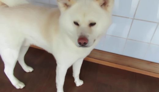 【秋田犬ゆうき】たまには一人になりたく廊下をブラブラ歩き回る【akita dog】