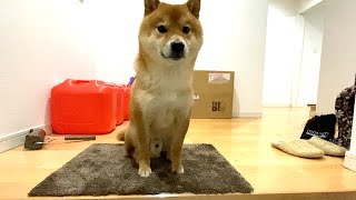 【留守番】柴犬の忠犬っぷりが、よくわかる動画