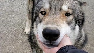 狼犬ティーガを呼んだら何回まで来てくれる？