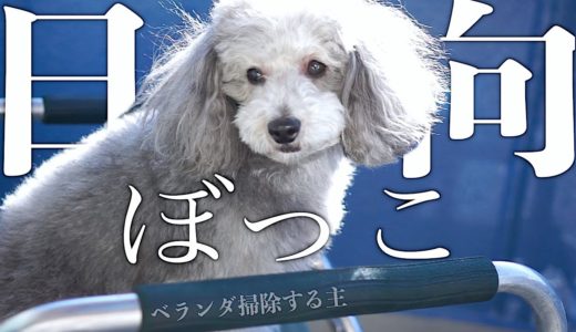 🐶ベランダで日向ぼっこする犬と掃除する男 おまけで耳掃除【トイプードルのグリィ】【犬】【dog】【toy poodle】