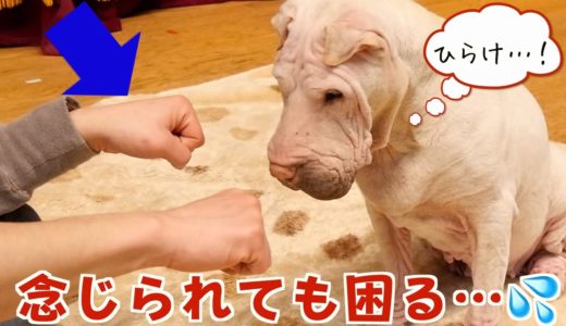 「世界一珍しい犬種」にどっちだゲームをした結果wwww