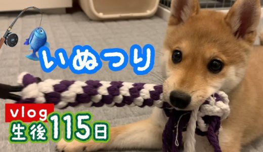 【豆柴】犬釣り！？くんちゃんの新しいおもちゃ | VLOG 【子犬】