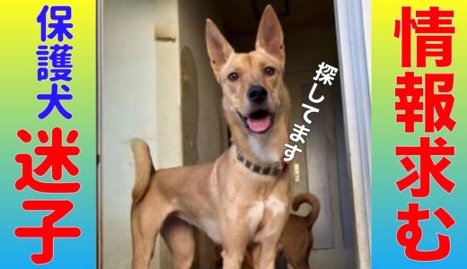 【協力お願いします】保護犬がいなくなりました