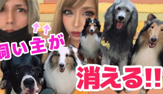 【モニタリング】突然飼い主が消えたら犬達の反応は⁉︎