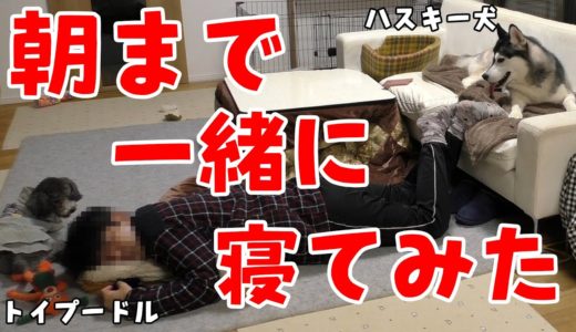 ハスキー犬とトイプードルと朝まで一緒に寝てみたら…