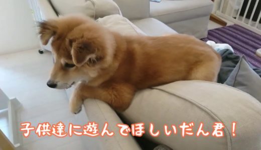 遊んでほしいなぁ～！子供達をじっと待ってる保護犬だん君！