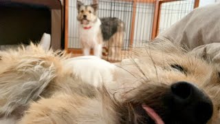 目覚めの爽やかな妹犬と低血圧気味の姉犬の朝